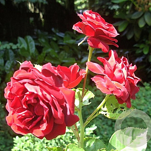 Rosa (RA) That's Jazz gm 4,0L