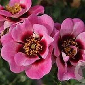 Rosa (M) Trendy Babylon Eyes gm 4,0L