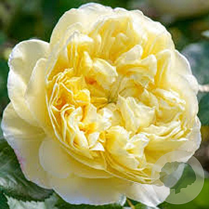 Rosa (H) Vanessa Bell A kwaliteit wortelgoed vanaf 2 tak
