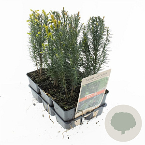 Taxus baccata 20-30 cm sixpack