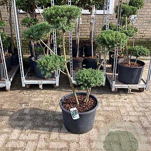 Taxus baccata 100-150 cm 30L