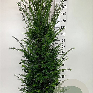 Taxus baccata 120-140 cm 25L