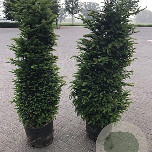 Taxus baccata 120-140 cm 25L