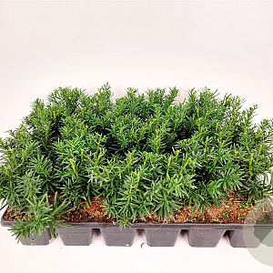 Taxus media 'Densiformis' 15-20 cm P9
