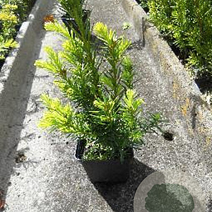 Taxus media 'Farmen' 20-25 cm P9