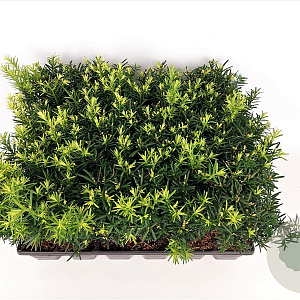 Taxus media 'Farmen' 20-25 cm P9