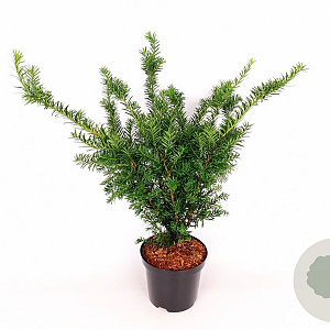 Taxus media 'Farmen' 50-60 cm 3,0L