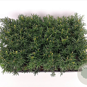 Taxus media 'Hicksii' 20-25 cm P9