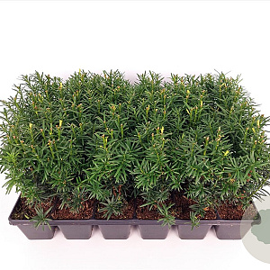 Taxus media 'Hicksii' 20-25 cm P9