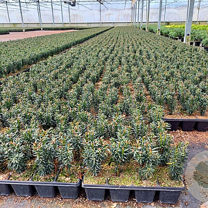 Taxus media 'Hillii' 15-20 cm P9