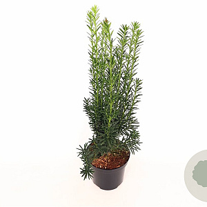 Taxus media 'Hillii' 30-40 cm C1.5