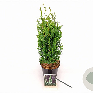 Thuja occ. 'Degroot's Spire' 40-50 cm 2,0L
