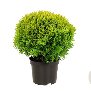 Thuja occ. 'Mirjam' 25-30 cm 2,0L
