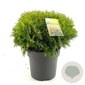Thuja occ. 'Mirjam' 35-40 cm 10L