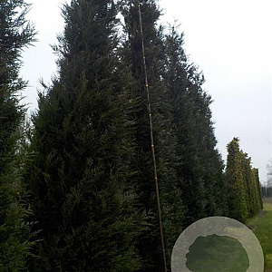 Thuja pl. 'Atrovirens' 550-600 cm draadkluit