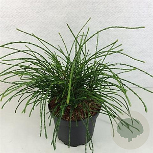 Thuja pl. 'Whipcord' 15-20 cm 3,0L