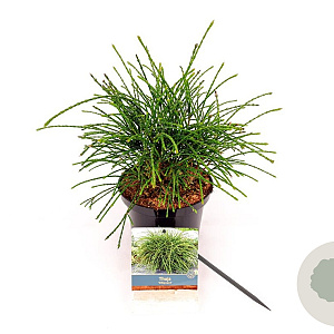 Thuja pl. 'Whipcord' 25-30 cm 2,0L