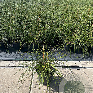 Thuja pl. 'Whipcord' 25-30 cm 2,0L