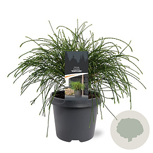 Thuja pl. 'Whipcord' 30-40 cm 5,0L