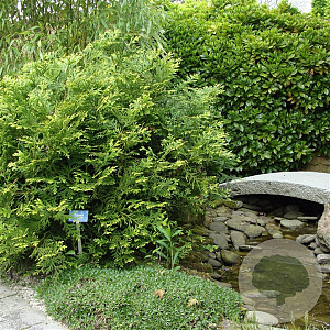 Thujopsis dolabrata 25-30 cm 3,5L