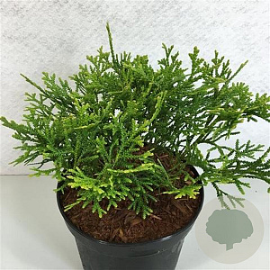 Thujopsis dolabrata 'Nana' 15-20 cm 3,0L