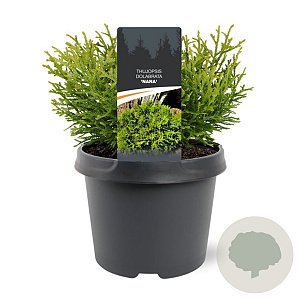 Thujopsis dolabrata 'Nana' 20-25 cm 3,0L