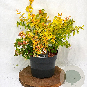 Abelia grandifl. 'Francis Mason' 25-30 cm 3,0L