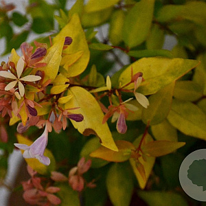 Abelia grandifl. 'Francis Mason' 25-30 cm 3,0L
