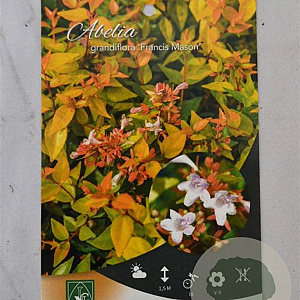 Abelia grandifl. 'Francis Mason' 25-30 cm 3,0L