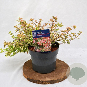 Abelia grandifl. Tricolor Charm 25-30 cm 3,0L