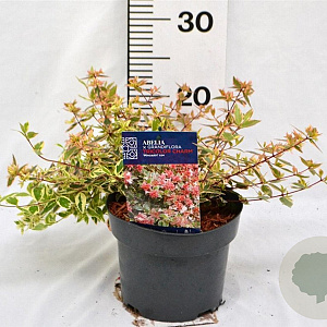 Abelia grandifl. Tricolor Charm 25-30 cm 3,0L