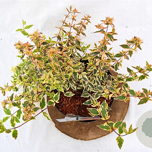 Abelia grandifl. Tricolor Charm 25-30 cm 3,0L