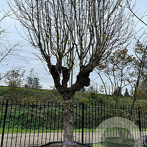 Acer campestre 400-450 cm container solitair