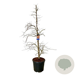 Acer Ice Dragon 200-225 cm cont. 55L extra