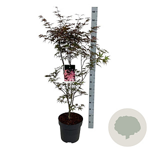 Acer pal. 'Bloodgood' 100-125 cm 14L