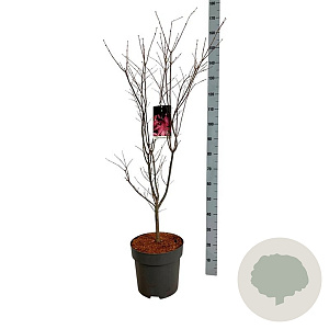 Acer pal. 'Bloodgood' 100-125 cm 14L