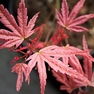 Acer pal. 'Phoenix' 125-150 cm 10L meerstammig