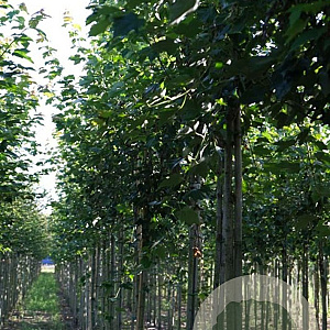 Acer rubrum 'Franksred' 10-12 HO draadkluit