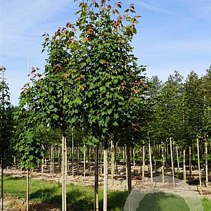 Acer rubrum 'Scanlon' 8-10 HO draadkluit