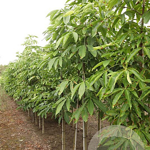 Aesculus chinensis 16-18 HO draadkluit