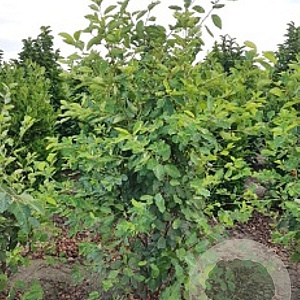 Amelanchier lamarckii 10-12 HO draadkluit