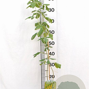 Argyrocytisus battandieri 40-60 cm 3,0L