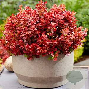 Berberis thunb. 'Lutin Rouge' 10-20 cm 5,0L