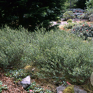 Betula nana 60-80 cm 10L