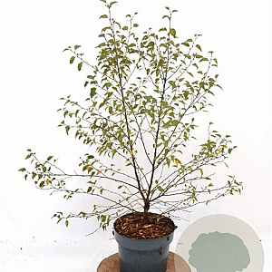 Betula pendula 50-60 cm 3,0L