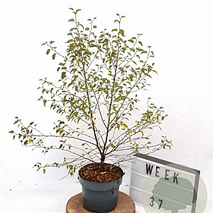 Betula pendula 50-60 cm 3,0L