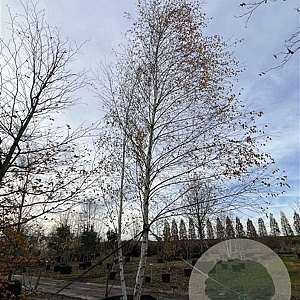 Betula pendula 700-800 cm draadkluit meerstammig