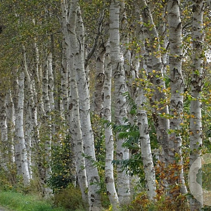 Betula pendula 30-35 HO draadkluit 250 cm stam