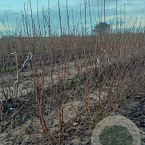 Betula albosin. 'Fascination' 200-250 cm draadkluit meerstammig