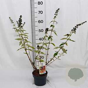 Buddleja weyer. 'Flower Power' 40-50 cm 2,0L